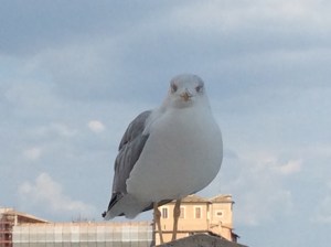 A scary ass seagull...